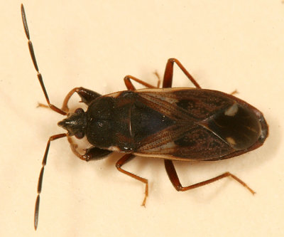 Eremocoris ferus