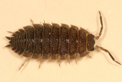 Porcellio scaber