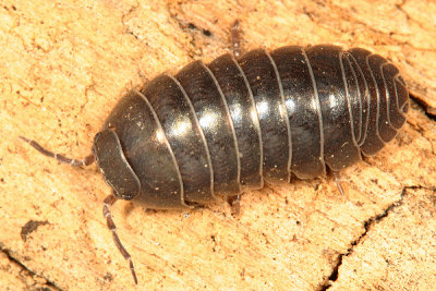  Pill Bug - Armadillidiidae - Armadillidium vulgare