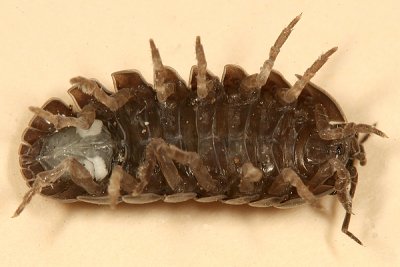  Pill Bug - Armadillidiidae - Armadillidium vulgare