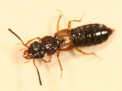Spiny-legged Rove Beetles - Subfamily Oxytelinae
