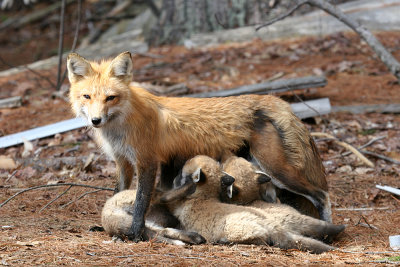 Fox & Coyotes