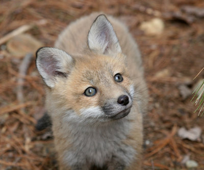 Red Fox - Vulpes vulpes (young kit)