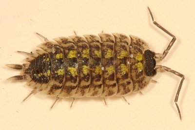 Woodlice - Porcellionidae