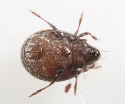 Oribatida - Brachypylina - Gustavioidea - Liacaridae - Xenillus sp.