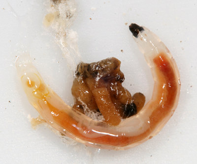 Fungus Gnat larva