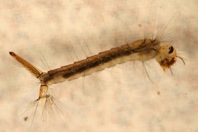 Mosquito Larva - Culiseta sp.
