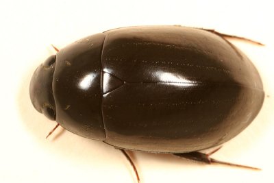 Hydrochara obtusata