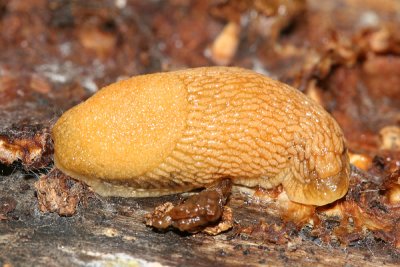  Western Dusky Slug - Arion subfuscus 