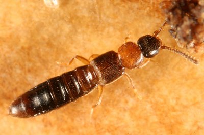 Atheta (Microdota) pennsylvanica