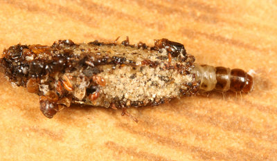 0436 - Bagworm Moth - Dahlica triquetrella