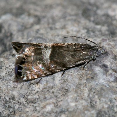 3425 -- Speckled Sereda Moth -- Sereda tautana