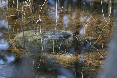 Snapping Turtle - Chelydra serpentina