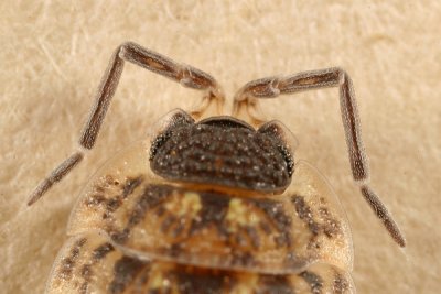 Porcellio spinicornis