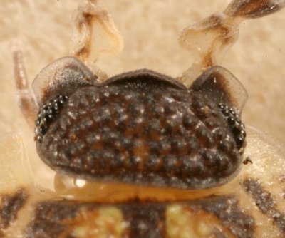 Porcellio spinicornis