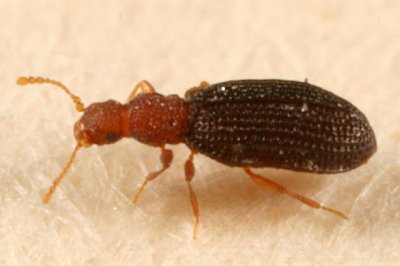 Dienerella ruficollis