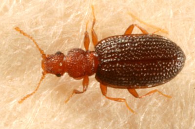 Minute Brown Scavenger Beetles - Latridiidae