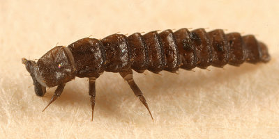 Lycidae larva