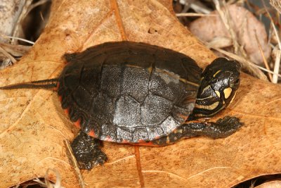 Painted Turtle - Chrysemys picta