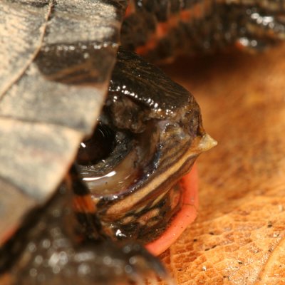 Painted Turtle - Chrysemys picta (Side view of the egg tooth) photo ...