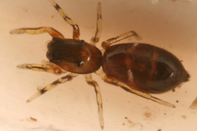 Antlike Jumping Spider (Synagelinae) - Synageles sp.