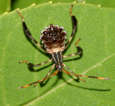 Acanthocephala terminalis nymph