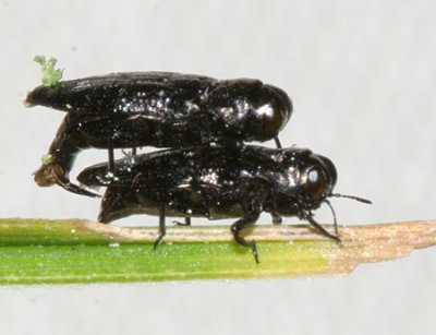 Metallic Wood-boring Beetles - Genus Taphrocerus