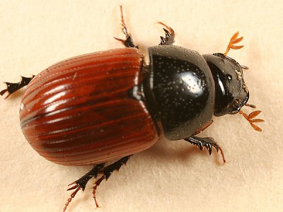 Scarab Beetles - Scarabaeidae