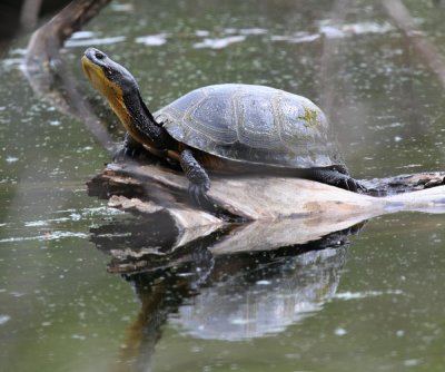 Blandings Turtle - Emydoidea blandingi