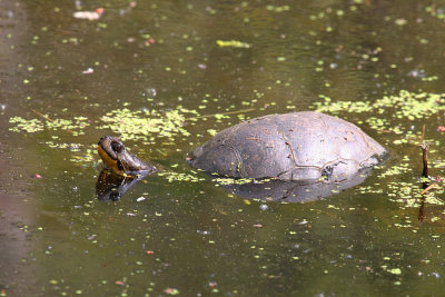 Blandings Turtle - Emydoidea blandingi