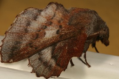 7687 - Lappet Moth - Phyllodesma americana