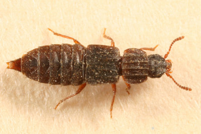 Rove Beetles - subfamily Pseudopsinae