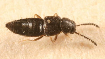 Atheta sp.