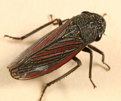 Cuerna striata