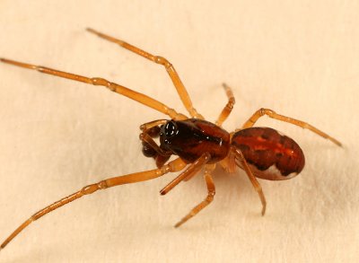 Thick-jawed Orb Weaver - Pachygnatha autumnalis (male)