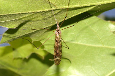 Tipula senega