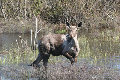 Moose - Alces alces