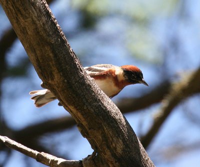 Bay-breasted Warbler - Setophaga castanea 