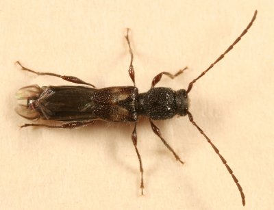 Molorchus bimaculatus