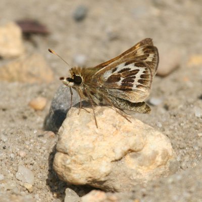 Cobweb Skipper - Hesperia metea