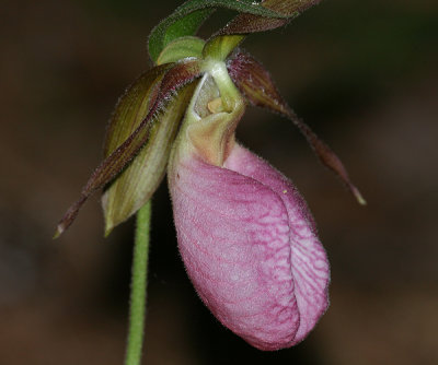 Pink Ladyslipper - Cypripedium acaule