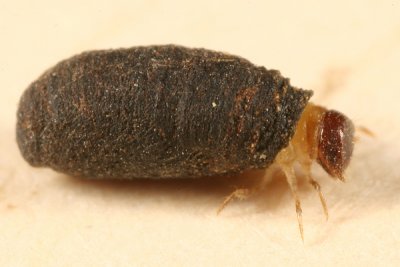 Casebearer Beetle larva