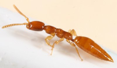Pristocerinae -  Dissomphalus sp.