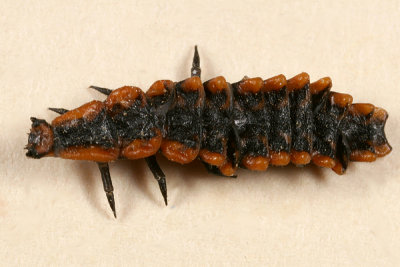 Calopteron sp. (larva)