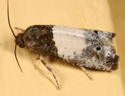 3186 - Goldenrod Gall Moth - Epiblema scudderiana