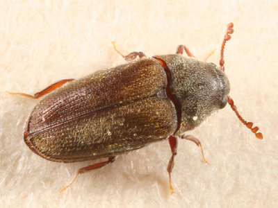 False Metallic Wood-boring Beetles - Throscidae