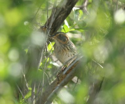 Saltmarsh Sparrow - Ammospiza caudacuta