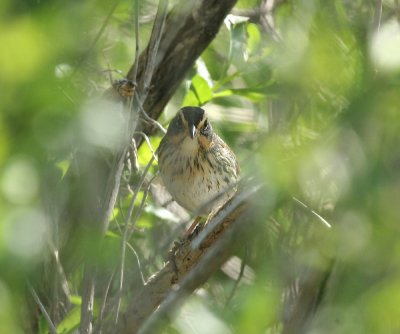 Saltmarsh Sparrow - Ammospiza caudacuta