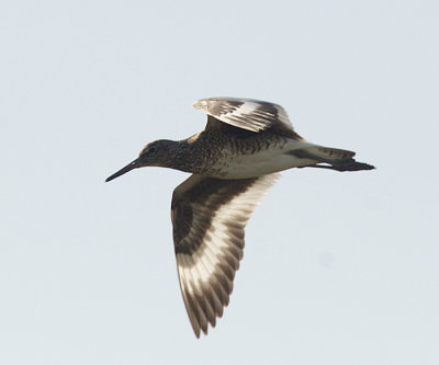 Willet - Tringa semipalmata