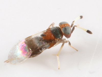 Chalcid Wasps - Encyrtidae